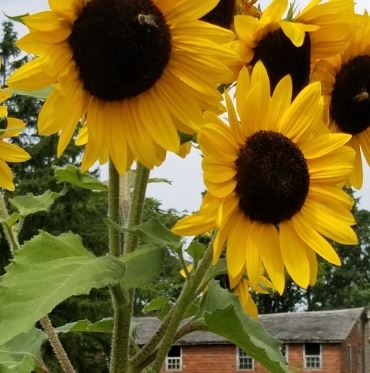 Closeup Sunflowers