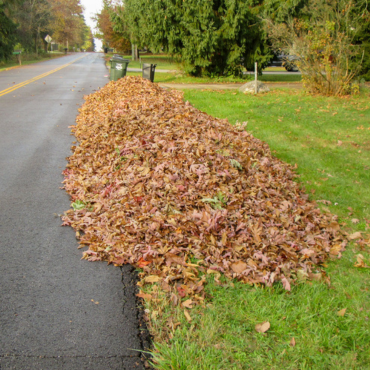Leaf Collection