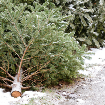 Christmas Tree Disposal